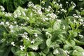 Brunnera macrophylla 'Mister Morse', Kaukasische vergeet-mij-nietje