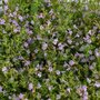 Calamintha nepeta 'Marvelette Blue', Steentijm