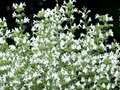 Calamintha nepeta 'Marvelette White', Steentijm