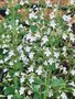 Calamintha nepeta 'White Cloud', Steentijm