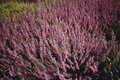 Calluna vulgaris 'Anette', Dopheide