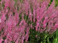 Calluna vulgaris 'Aphrodite', Zomerheide