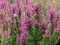 Calluna vulgaris 'Dark Beauty', Zomerheide