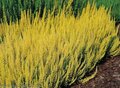 Calluna vulgaris 'Gold Haze', Zomerheide