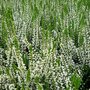 Calluna vulgaris 'Helena', Zomerheide