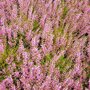 Calluna vulgaris 'Marlies', ® Zomerheide