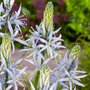 Camassia cusickii, Prairielelie