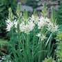 Camassia leichtlinii 'Alba, Prairielelie