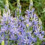 Camassia leichtlinii 'Caerulea', Prairielelie