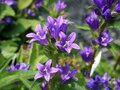 Campanula glomerata 'Acaulis', Klokjesbloem