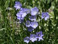 Campanula persicifolia 'Grandiflora Caerulea', Klokjesbloem