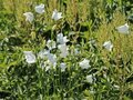 Campanula persicifolia 'Grandiflora Alba', Klokjesbloem