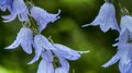 Campanula sarmatica 'Hemelstraling', Sarmatie klokje