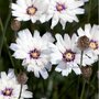 Catananche caerulea 'Alba', Blauwe strobloem