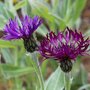 Centaurea montana 'Amethyst Dream', Korenbloem