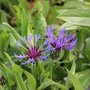 Centaurea montana 'Coerulea', Korenbloem