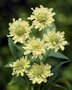 Cephalaria gigantea, Gele Scabiosa