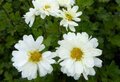 Chrysanthemum 'Poesie', Margriet