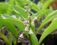 Convallaria majalis 'Rosea', Lelietje-van-dalen