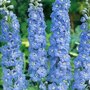 Delphinium 'Summer Skies', Ridderspoor