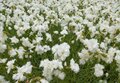 Dianthus plumarius 'Albus Plenus', Anjer