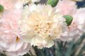 Dianthus plumarius 'Devon Cream', Anjer