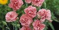 Dianthus allwoodii 'Helen', Anjer