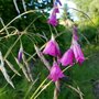 Dierama pulcherrimum, Engelenhengel