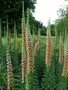 Digitalis 'Gigantea', Vingerhoedskruid