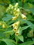 Digitalis grandiflora, Vingerhoedskruid