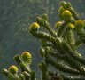 Araucaria araucana, 80-100 20L, Apenboom Slangenden