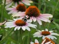 Echinacea purpurea 'Funky White', Rode Zonnehoed