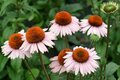 Echinacea purpurea 'Hope', Rode Zonnehoed