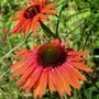 Echinacea purpurea 'Hot Lava', Rode Zonnehoed