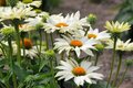 Echinacea purpurea 'Ivo's Poem', Rode Zonnehoed