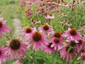 Echinacea purpurea 'JS Purple Prairie', ® Rode Zonnehoed