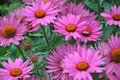 Echinacea purpurea 'JS Roho', ® Rode Zonnehoed