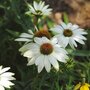 Echinacea purpurea 'Powwow White', Rode Zonnehoed