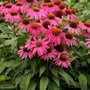 Echinacea purpurea 'Powwow Wild Berry', Rode Zonnehoed