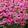 Echinacea purpurea 'Purple Emperor', Rode Zonnehoed