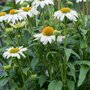 Echinacea purpurea 'White Meditation', Rode Zonnehoed