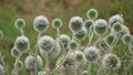 Echinops bannaticus 'Alba', Kogeldistel