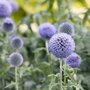 Echinops bannaticus 'Blue Globe', Kogeldistel