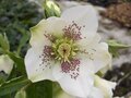 Helleborus orientalis 'Pretty Ellen White Spotted', Kerstroos,Nieskruid