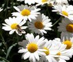 Leucanthemum vulgare, Margriet