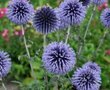 Echinops bannaticus 'Blue Glow', Kogeldistel