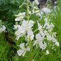 Epilobium angustifolium 'Album', Knikkend Wilgenroosje