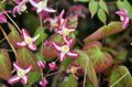 Epimedium rubrum 'Galadriel', Elfenbloem