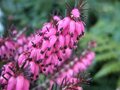 Erica carnea 'Challenger', Winterheide