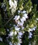 Erica carnea 'Isabell', Winterheide